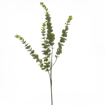 Green eucalyptus branch on a white background