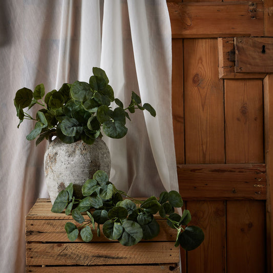 Potted plant on a wooden surface with a wooden cabinet and white curtains in the background