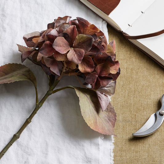 Dried hydrangea flower on a white surface with a book and shears in the background