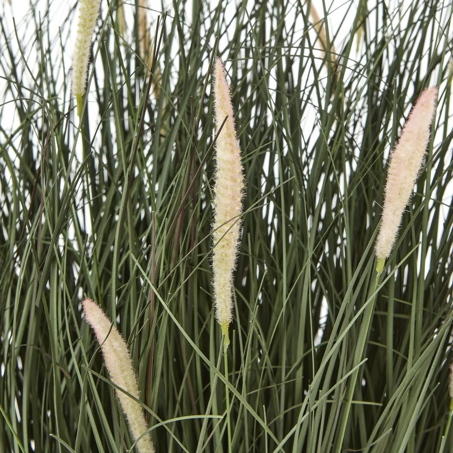 Tall grass with white flower spikes against a neutral background