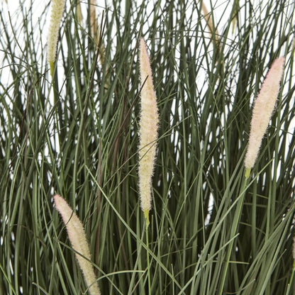 Tall grass with white flower spikes against a neutral background