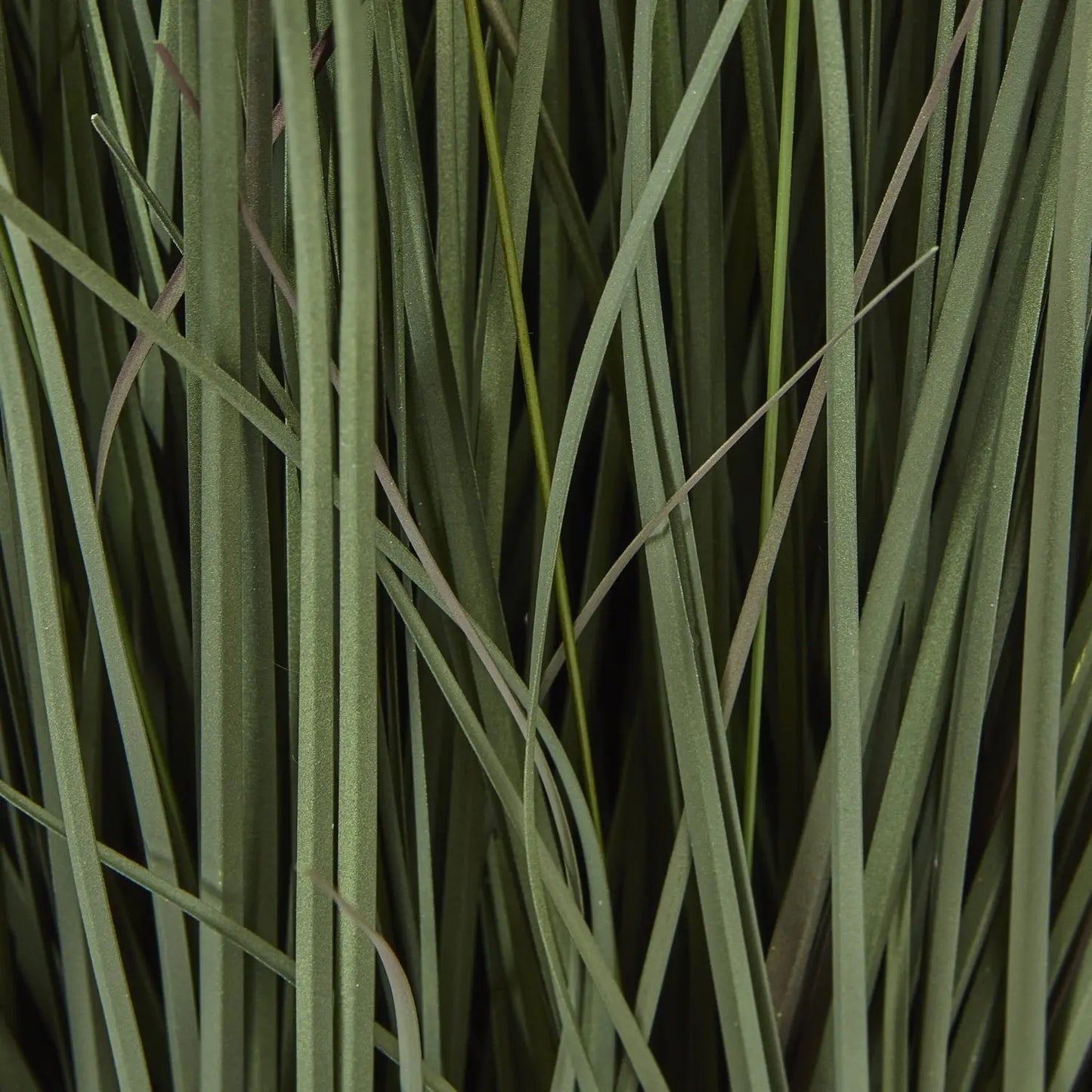 Close-up of green grass with a dark background