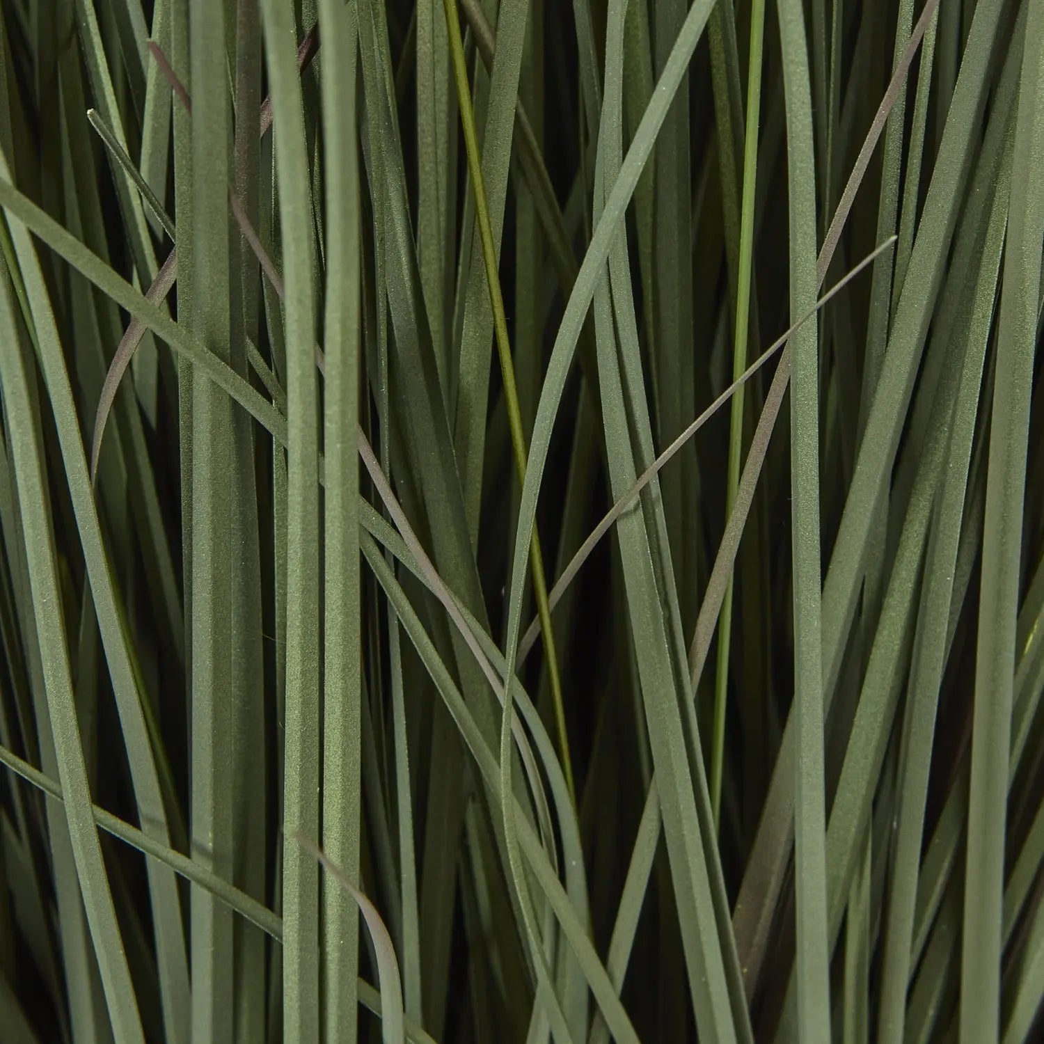Close-up of green grass with a dark background