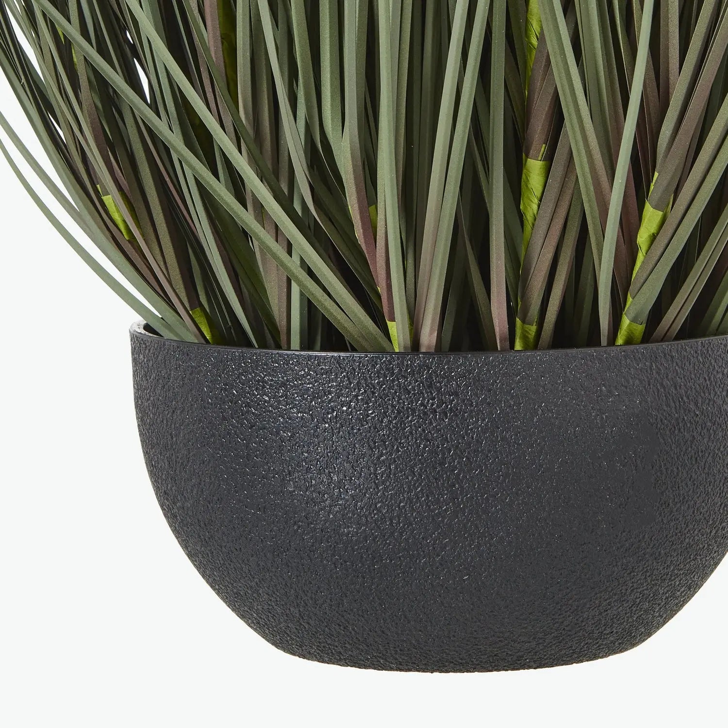 Black planter with green plants on a white background
