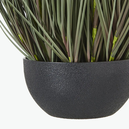 Black planter with green plants on a white background
