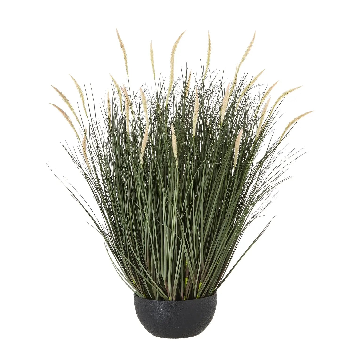 Potted plant with long green leaves and beige tips on a white background