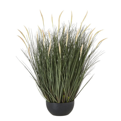 Potted plant with long green leaves and beige tips on a white background