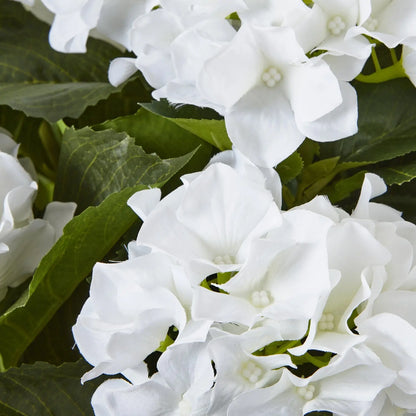 Close-up of white flowers with green leaves