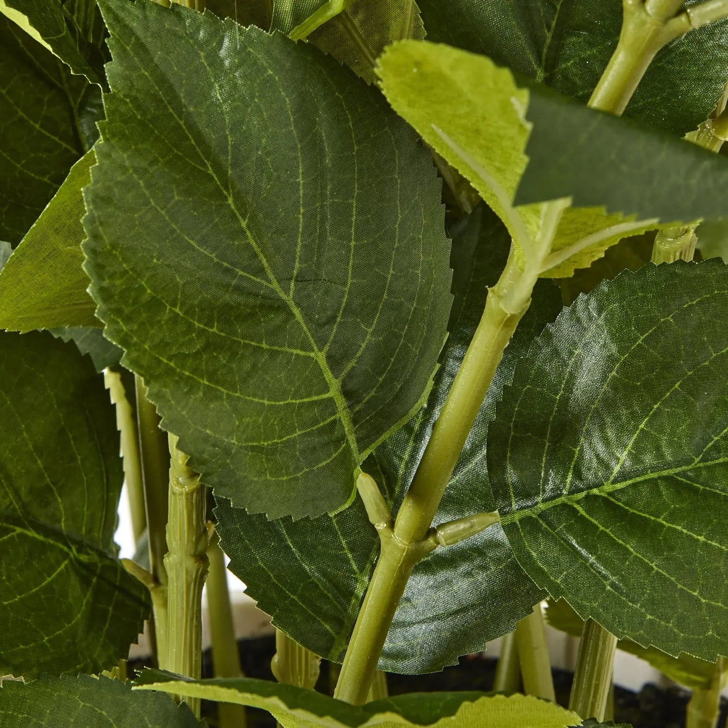 Close-up of green leaves and stems