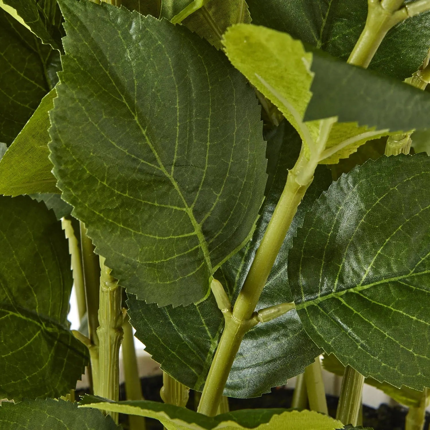Close-up of green leaves and stems