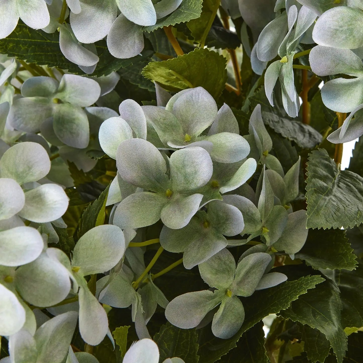 Close-up of green hydrangea flowers and leaves