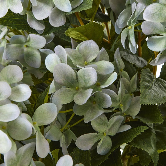 Close-up of green hydrangea flowers and leaves