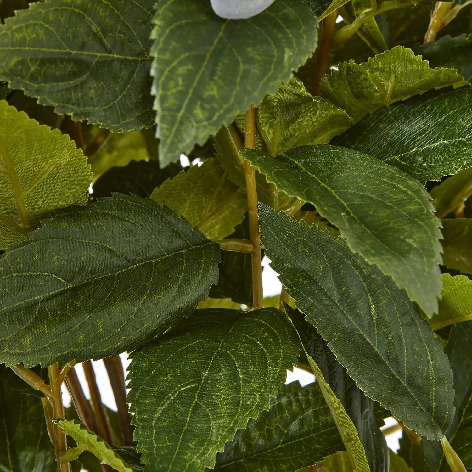 Close-up of green leaves with a blurred background