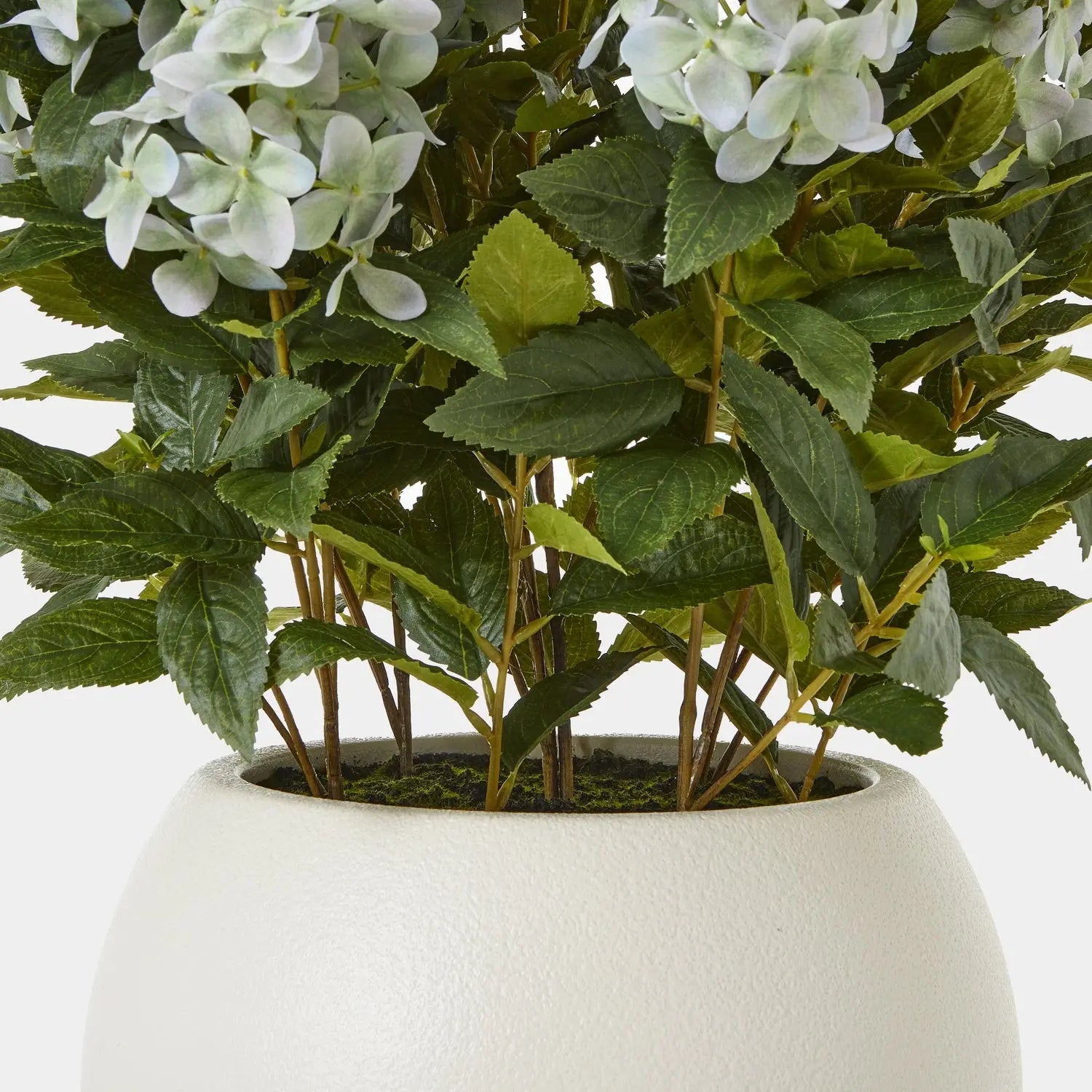 Potted plant with green leaves and white flowers in a white pot on a light background