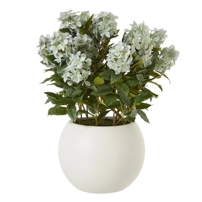 Potted plant with white flowers and green leaves on a white background