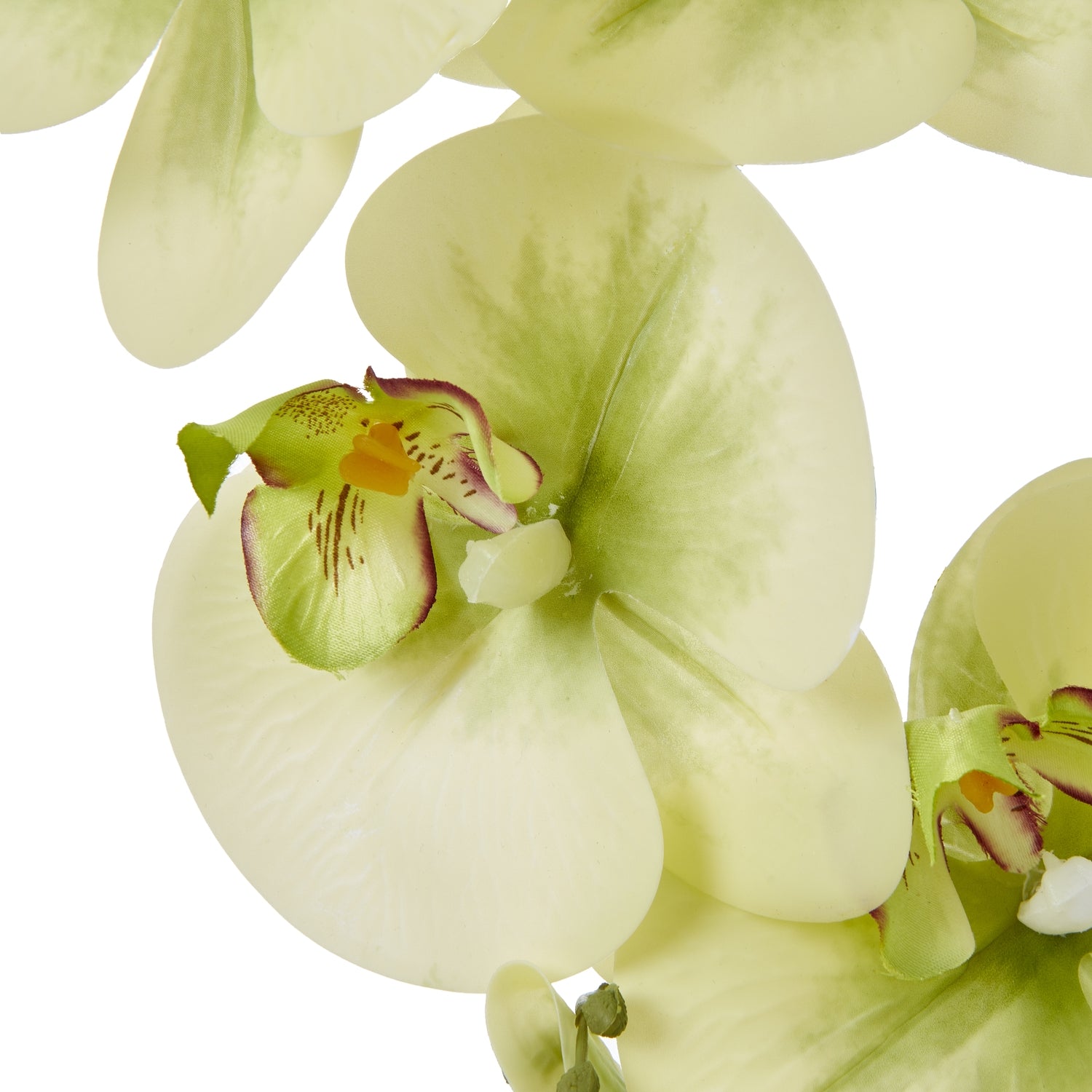 Close-up of light green orchids on a white background