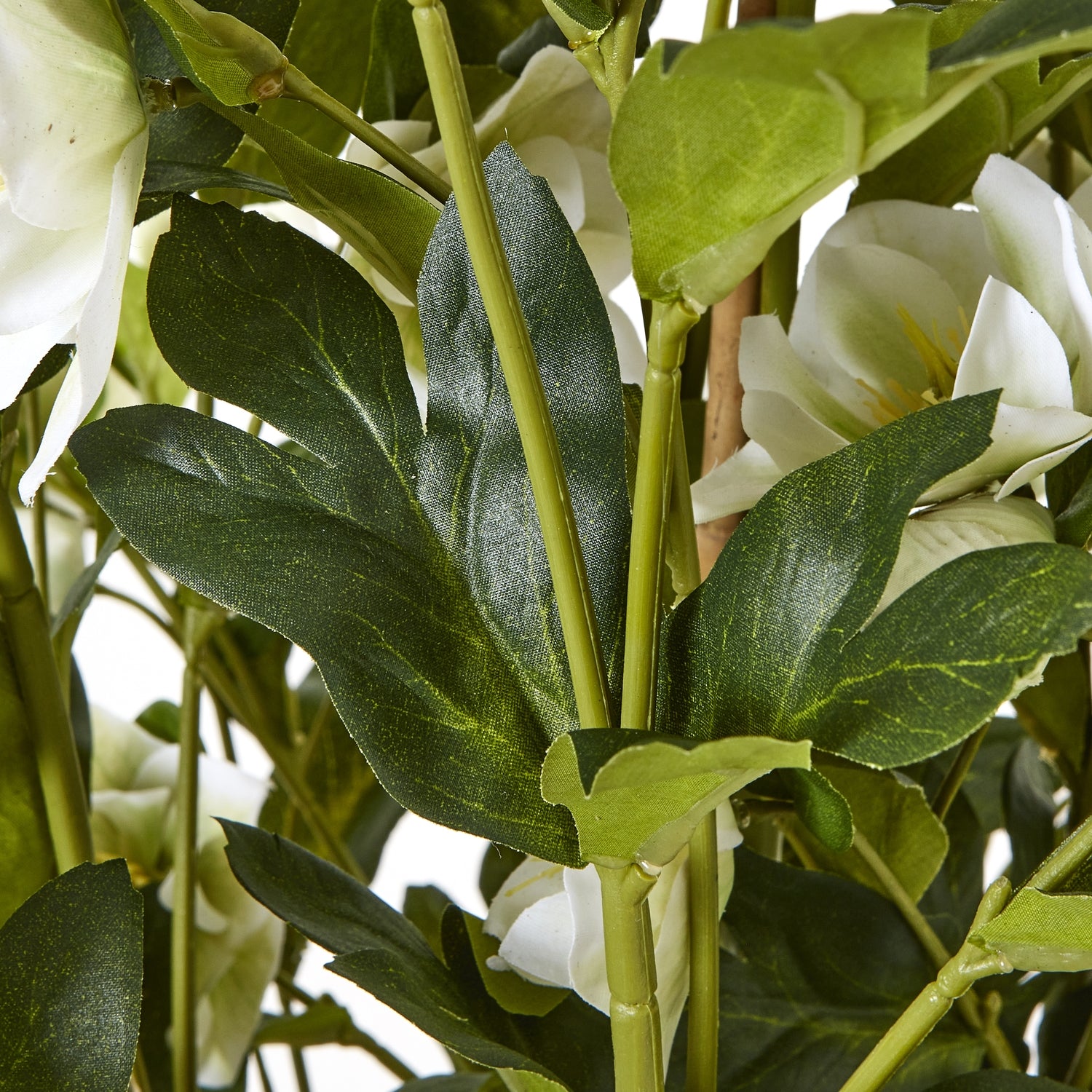 Close-up of green leaves and white flowers with a blurred background