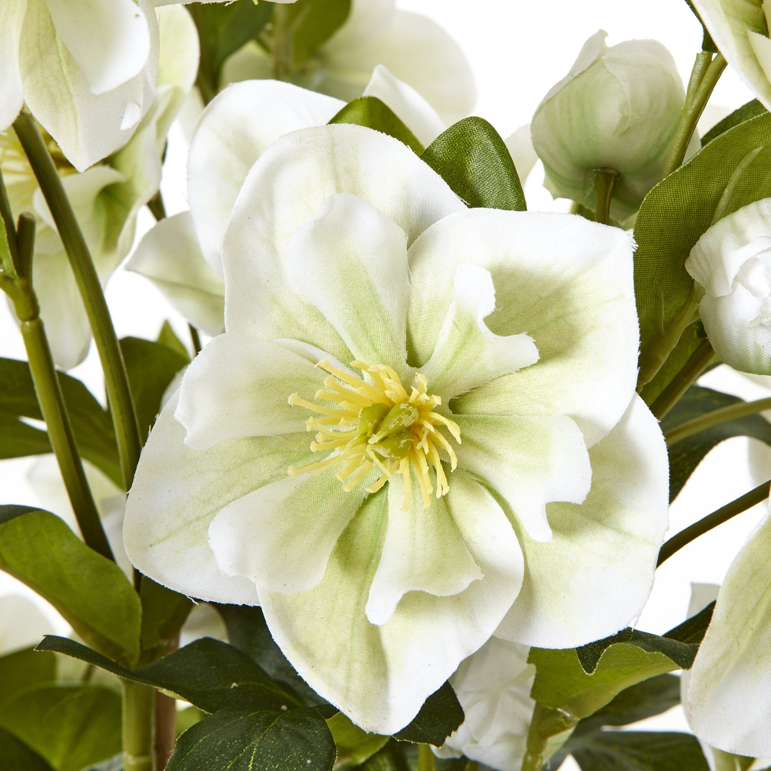 Close-up of a white flower with green leaves on a white background