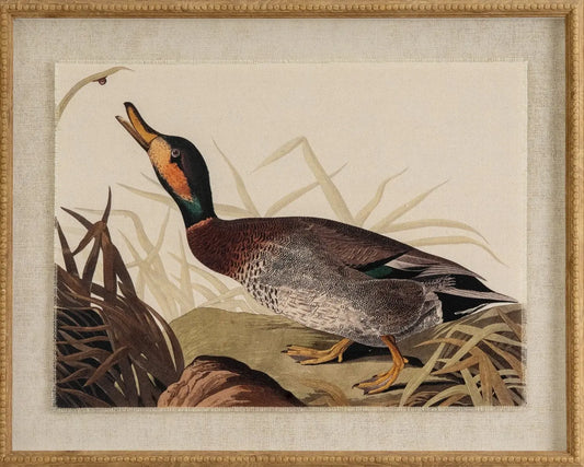 Framed artwork of a duck in a natural setting with reeds and rocks.