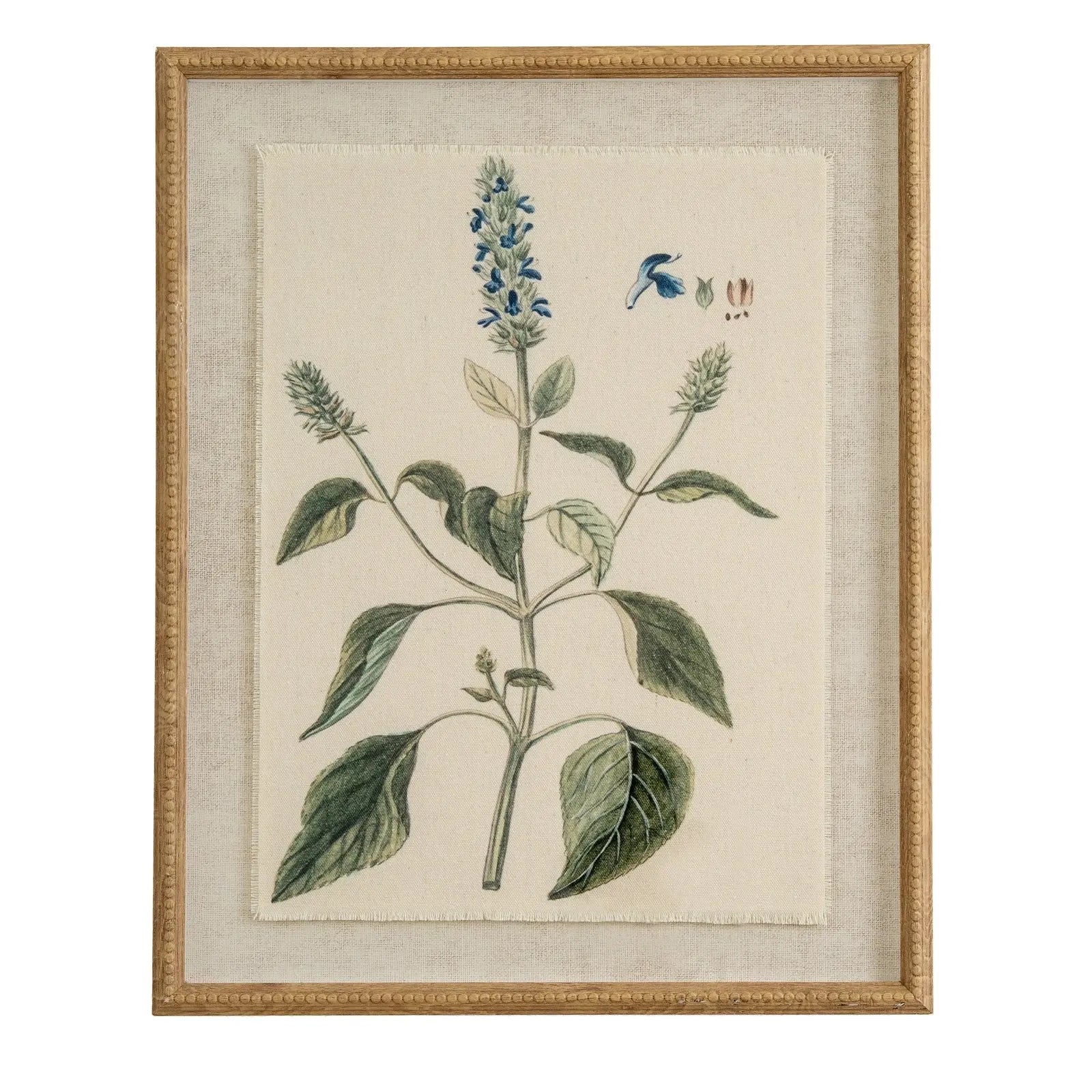 Framed botanical illustration of a plant with blue flowers on a beige background