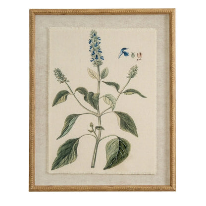 Framed botanical illustration of a plant with blue flowers on a beige background