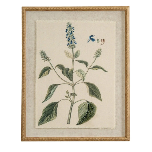 Framed botanical illustration of a plant with blue flowers on a beige background