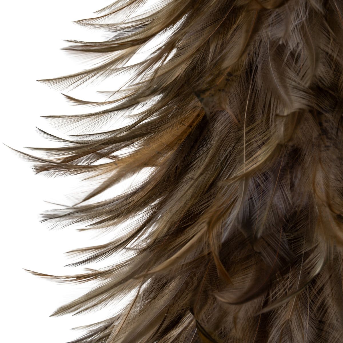 Close-up of brown feathers on a white background