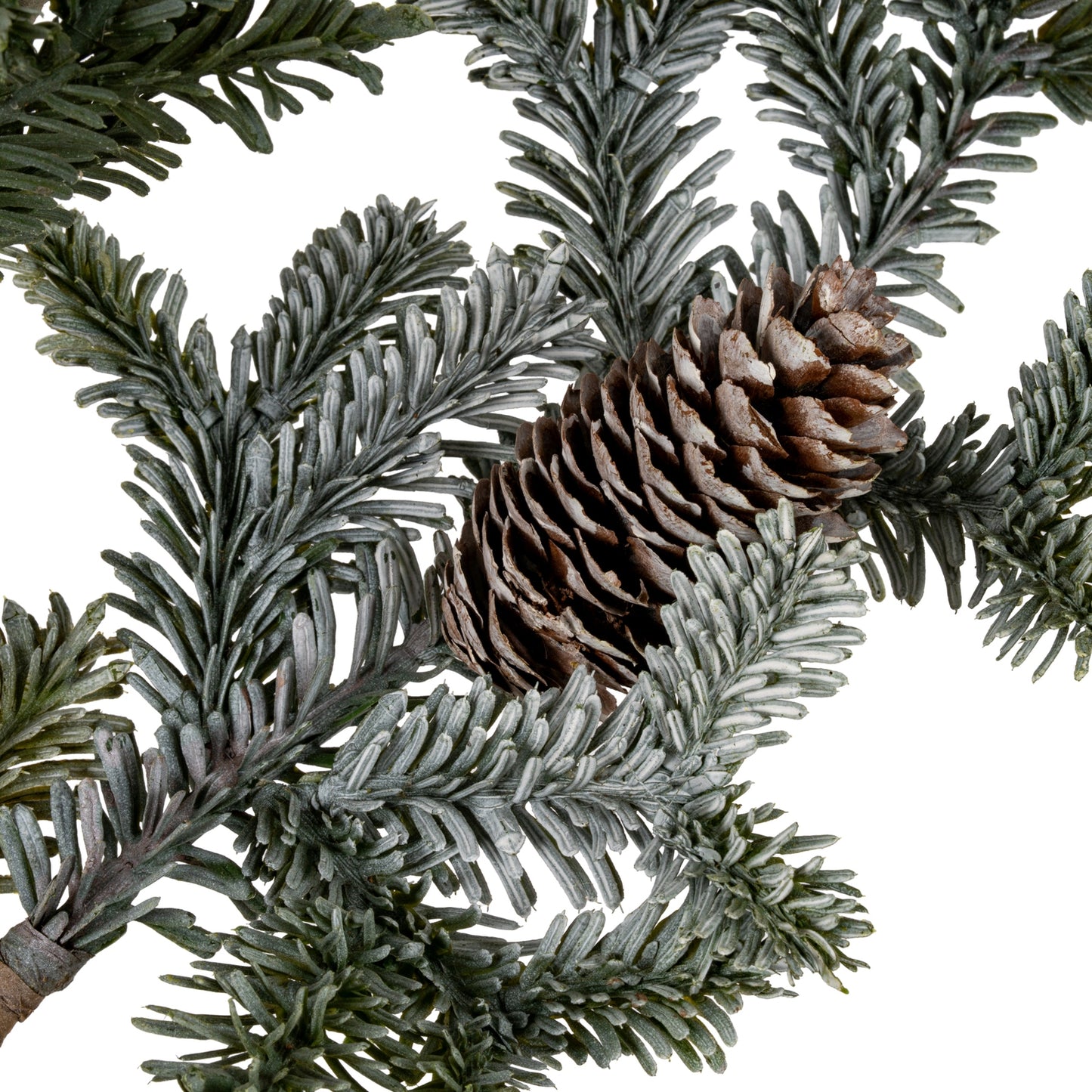 Close-up of pine branches with a pine cone on a white background