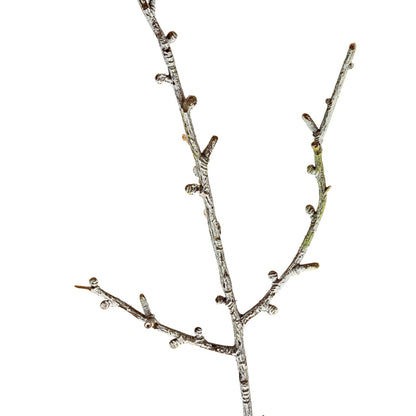 Decorative branch with small berries on a white background