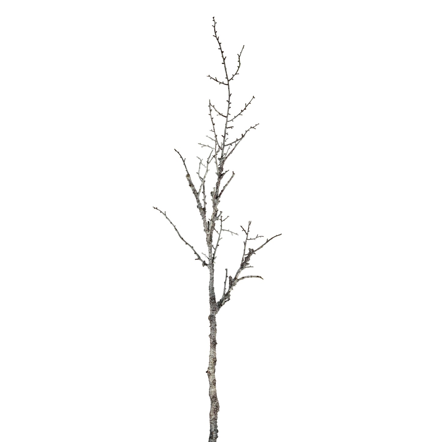Single tree branch on a white background