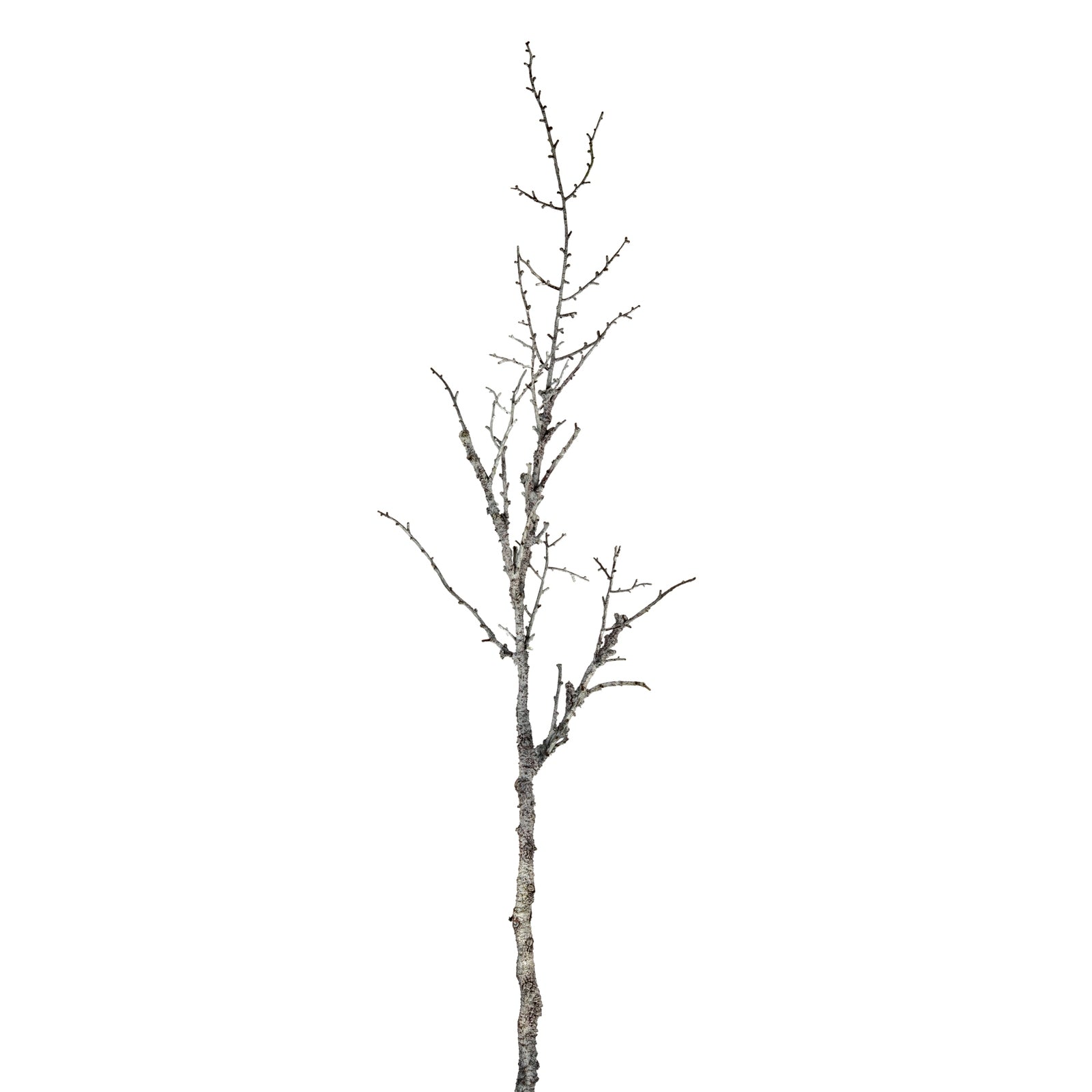 Single tree branch on a white background