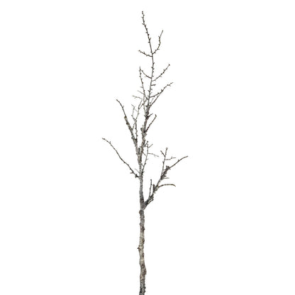 Single tree branch on a white background