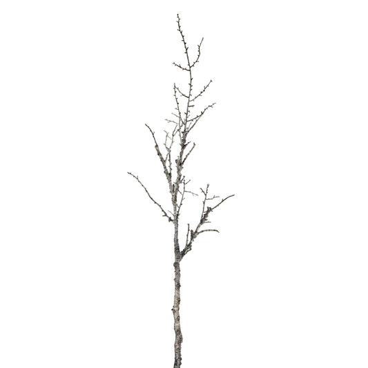 Single tree branch on a white background