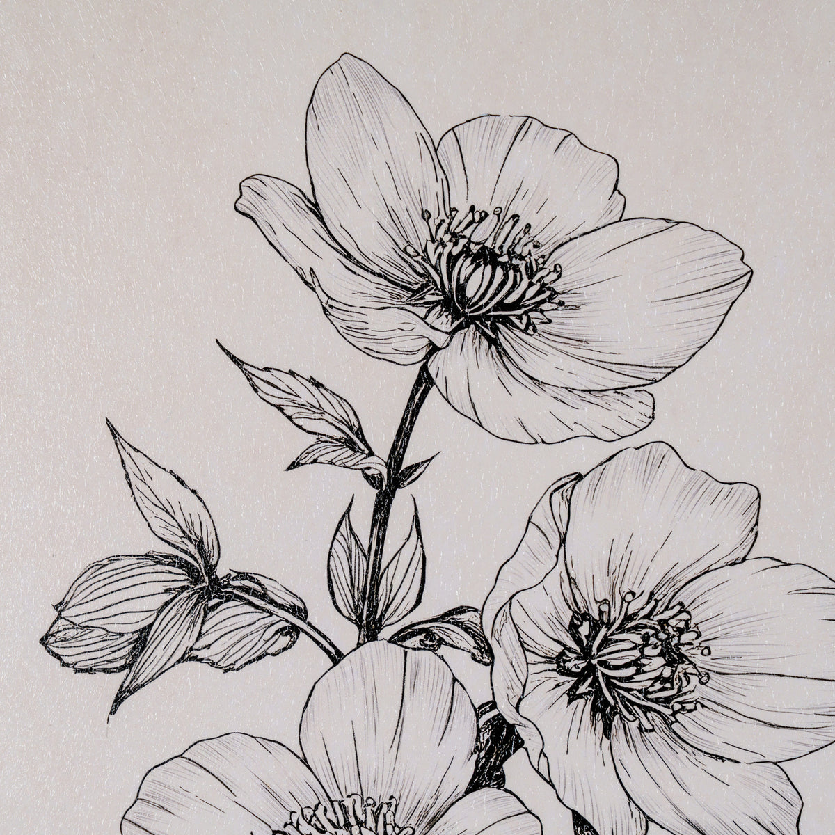 Black ink line art of flowers and leaves on a light beige textured background.