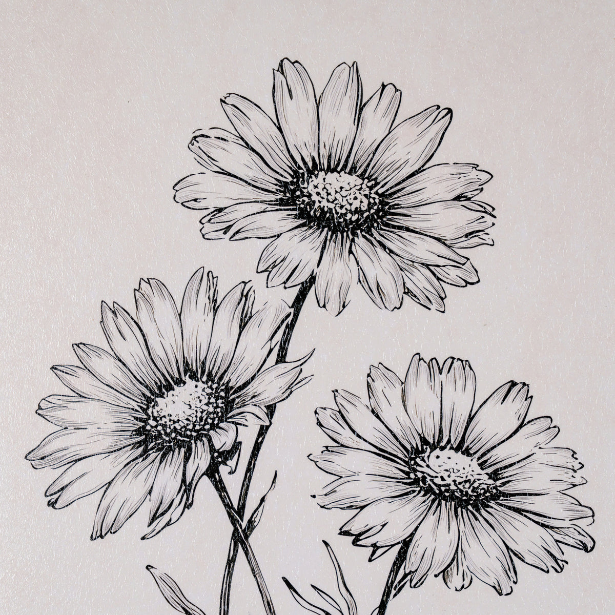 Black ink line art illustration of three daisy-like flowers on a light beige textured background.