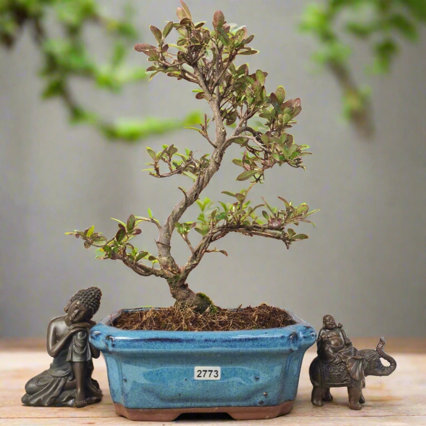 Clearance: Azalea (Rhododendron) Bonsai Tree | Shaped | In 20cm Pot