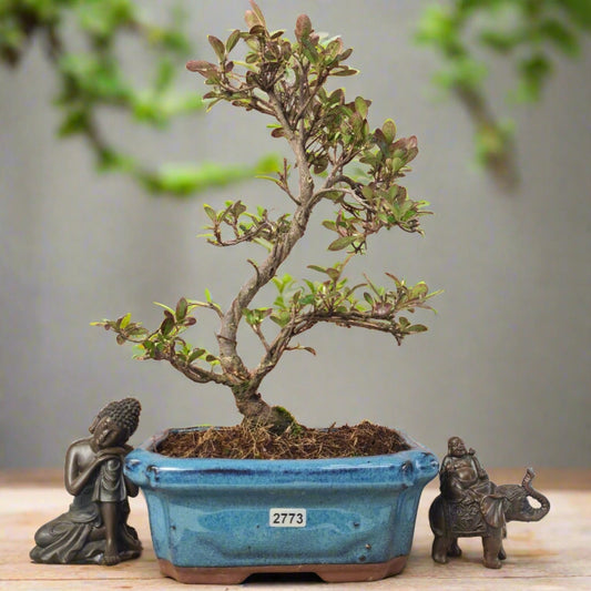 Clearance: Azalea (Rhododendron) Bonsai Tree | Shaped | In 20cm Pot