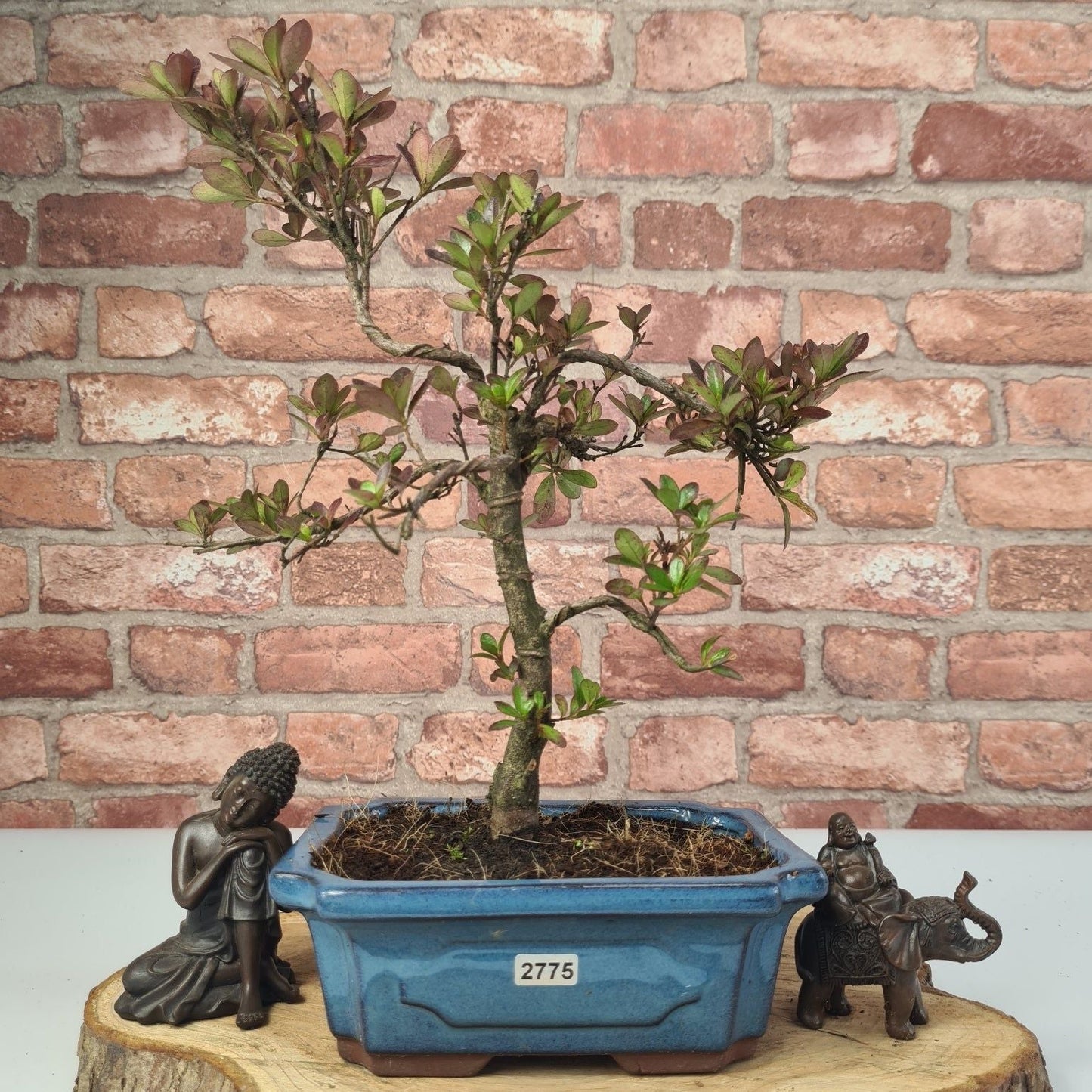 Clearance: Azalea (Rhododendron) Bonsai Tree | Shaped | In 20cm Pot