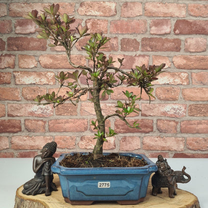 Clearance: Azalea (Rhododendron) Bonsai Tree | Shaped | In 20cm Pot
