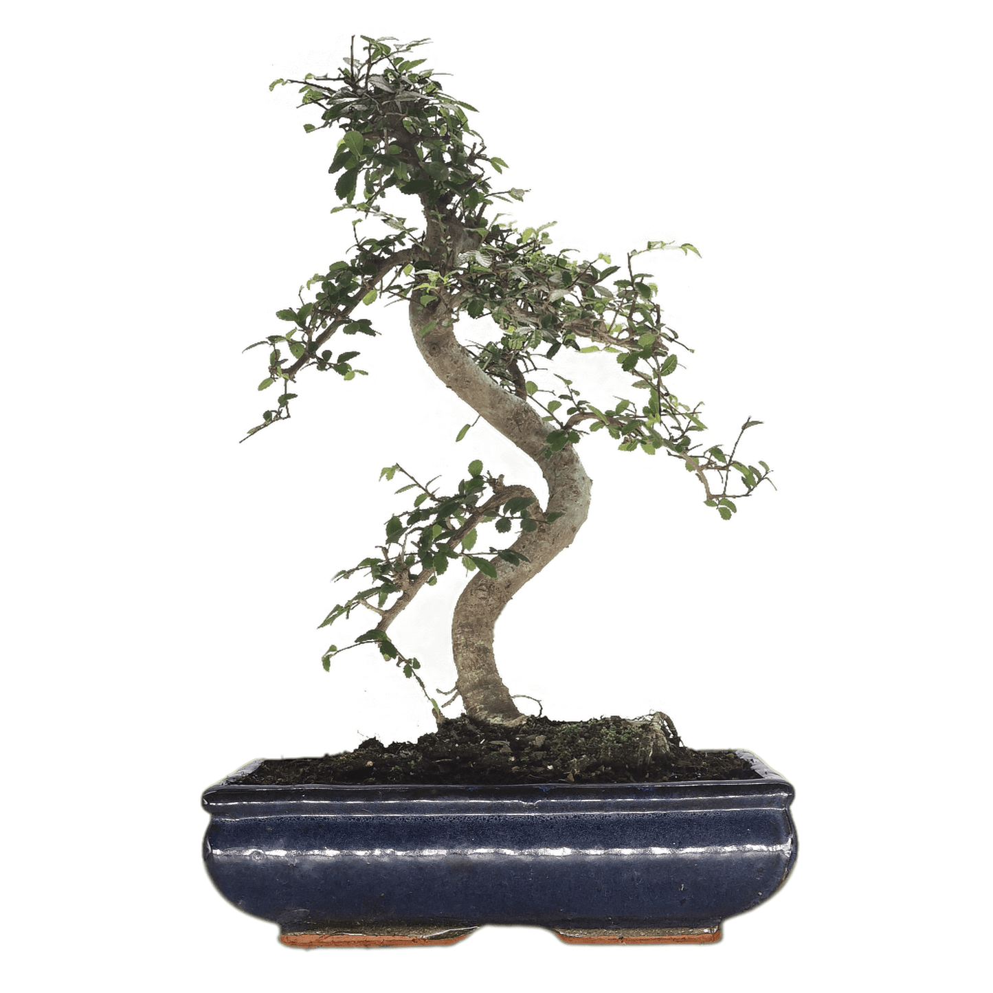 Chinese Elm (Ulmus Parvifolia) Bonsai Tree | Shaped | In 30cm Pot