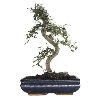 Chinese Elm (Ulmus Parvifolia) Bonsai Tree | Shaped | In 30cm Pot