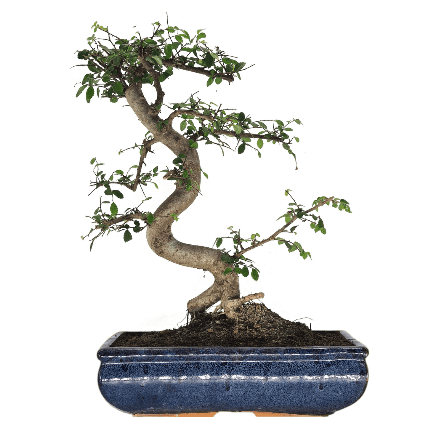 Chinese Elm (Ulmus Parvifolia) Bonsai Tree | Shaped | In 30cm Pot