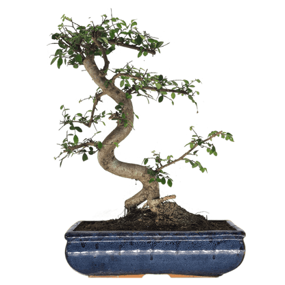 Chinese Elm (Ulmus Parvifolia) Bonsai Tree | Shaped | In 30cm Pot