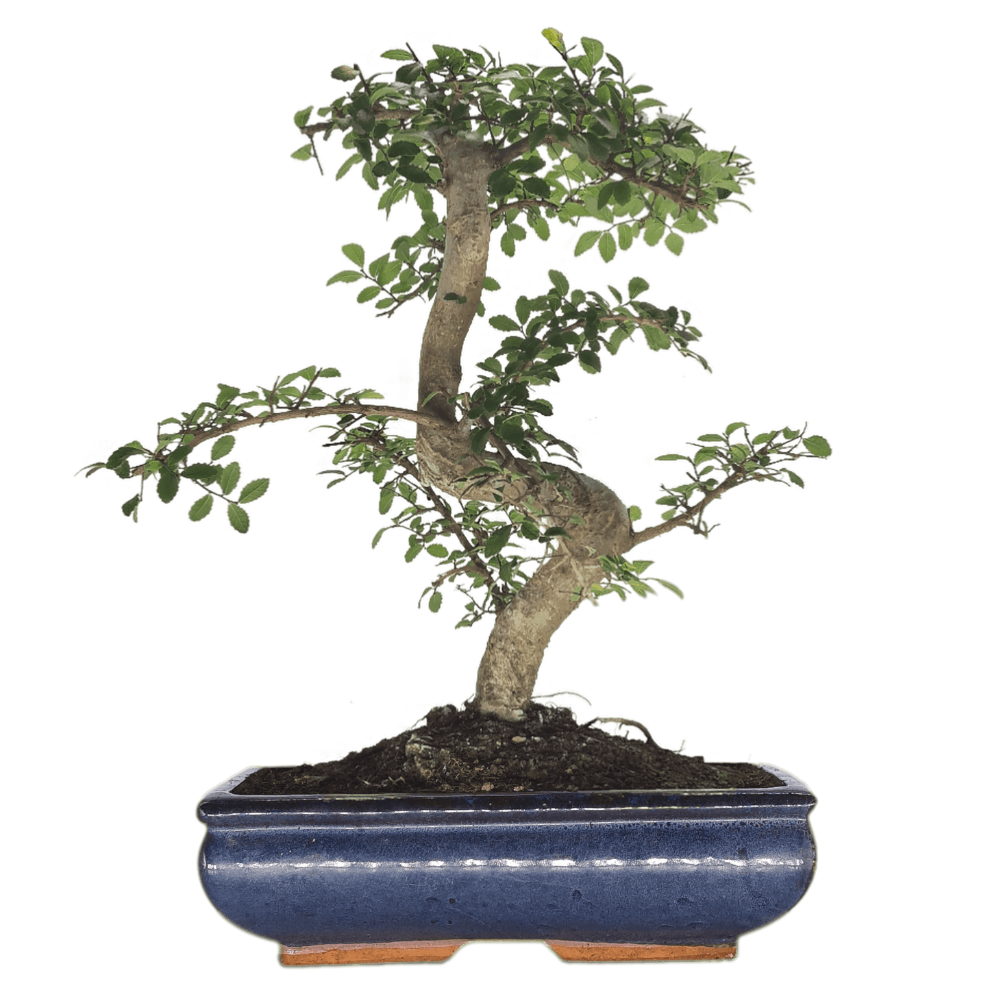 Chinese Elm (Ulmus Parvifolia) Bonsai Tree | Shaped | In 30cm Pot