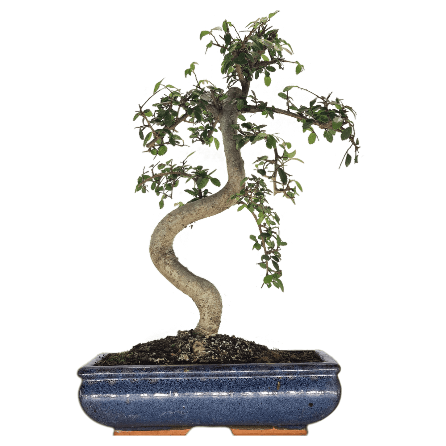 Chinese Elm (Ulmus Parvifolia) Bonsai Tree | Shaped | In 30cm Pot
