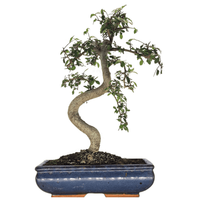Chinese Elm (Ulmus Parvifolia) Bonsai Tree | Shaped | In 30cm Pot