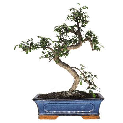 Chinese Elm (Ulmus Parvifolia) Bonsai Tree | Shaped | In 30cm Pot