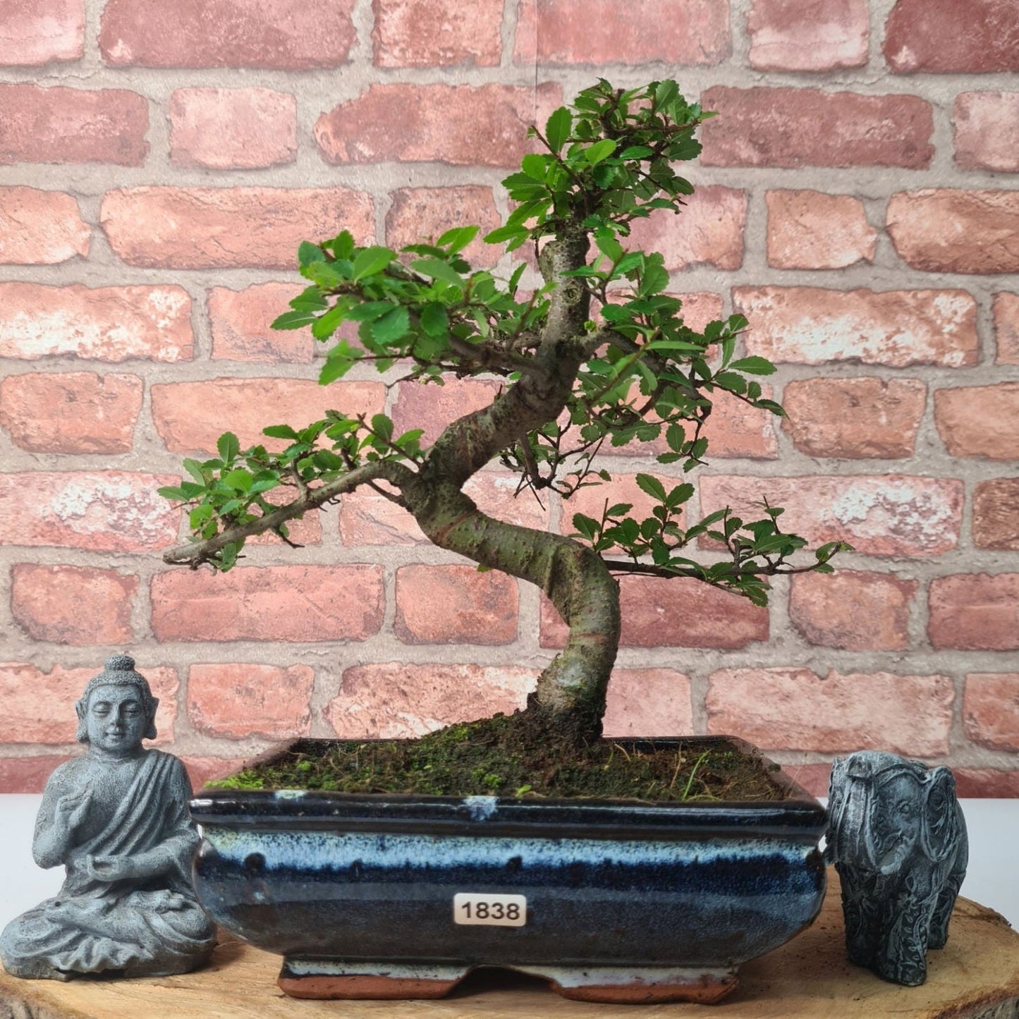 Chinese Elm (Ulmus Parvifolia) Bonsai Tree | Shaped | In 20cm Pot