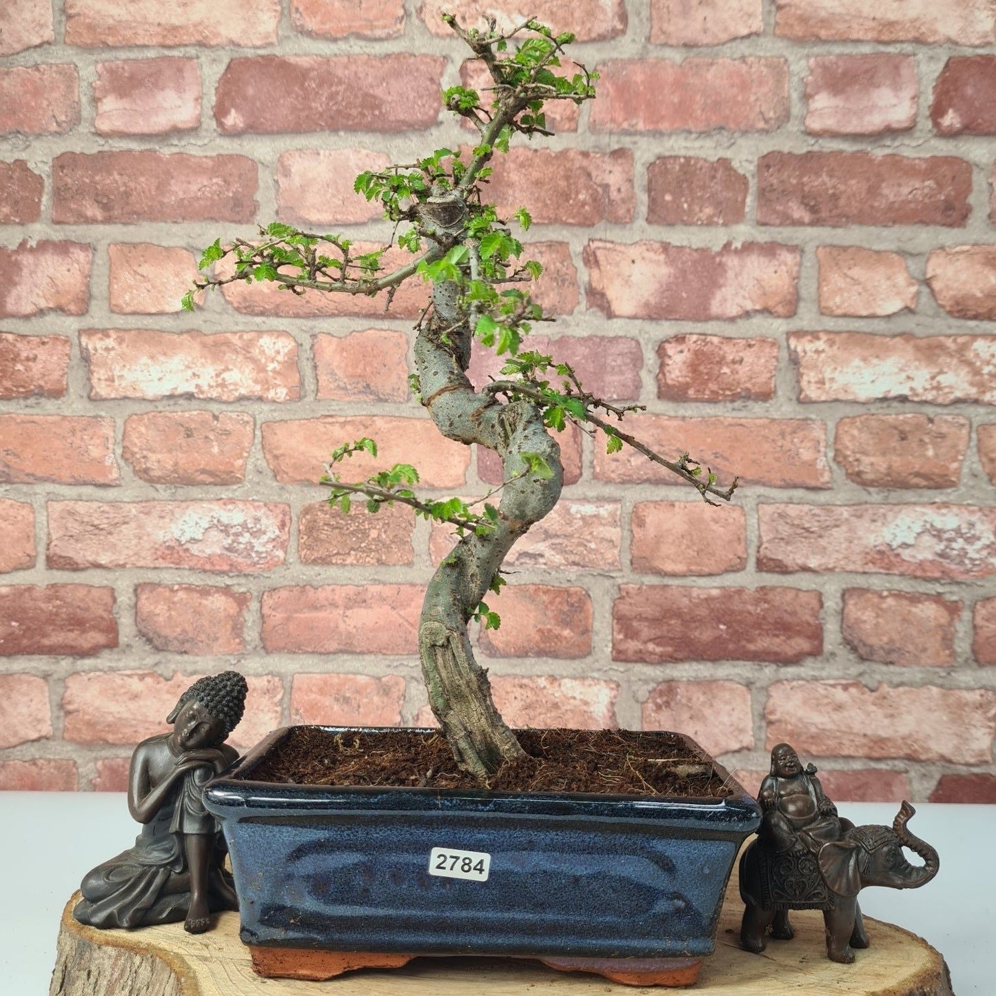 Chinese Elm (Ulmus Parvifolia) Bonsai Tree | Shaped | In 20cm Pot