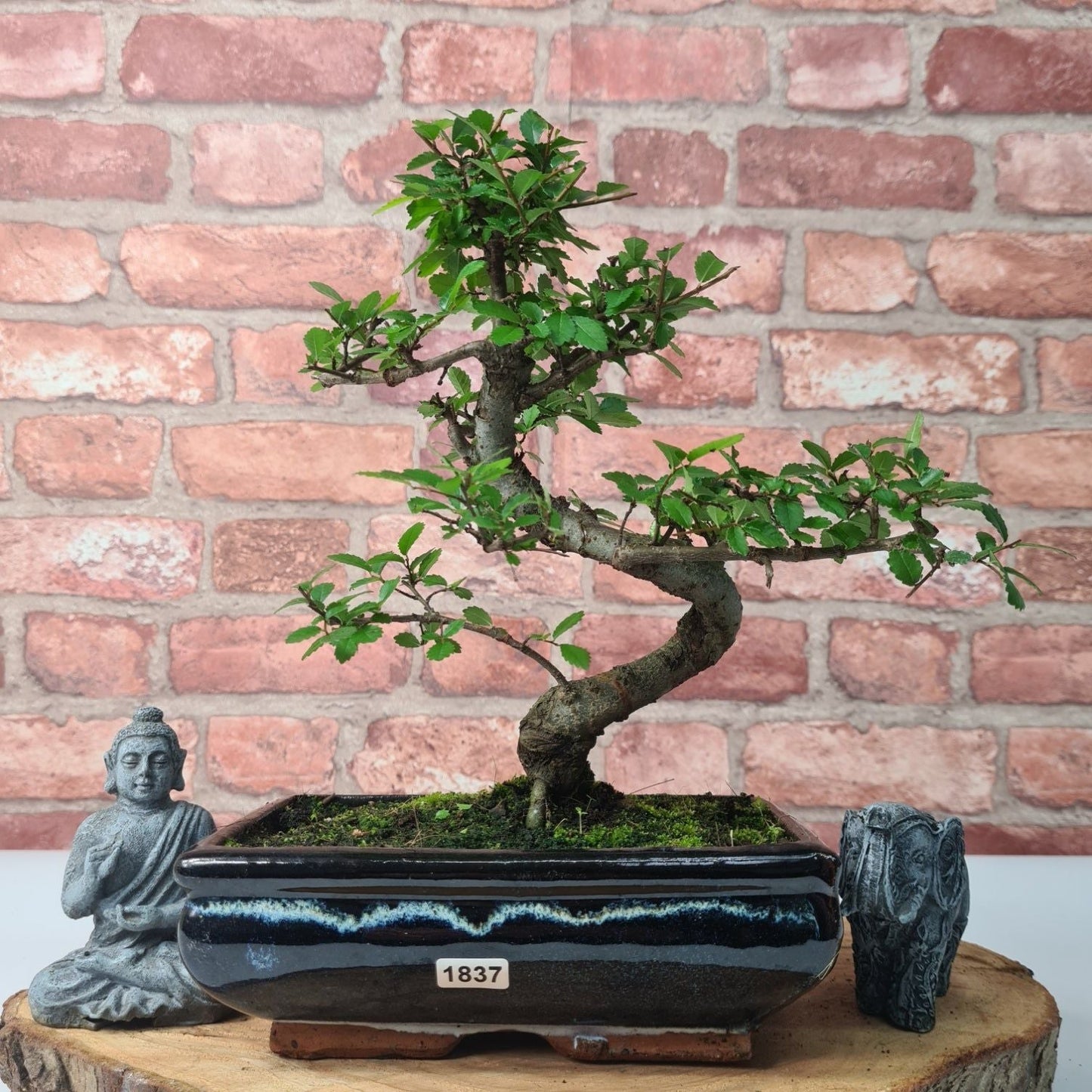 Chinese Elm (Ulmus Parvifolia) Bonsai Tree | Shaped | In 20cm Pot